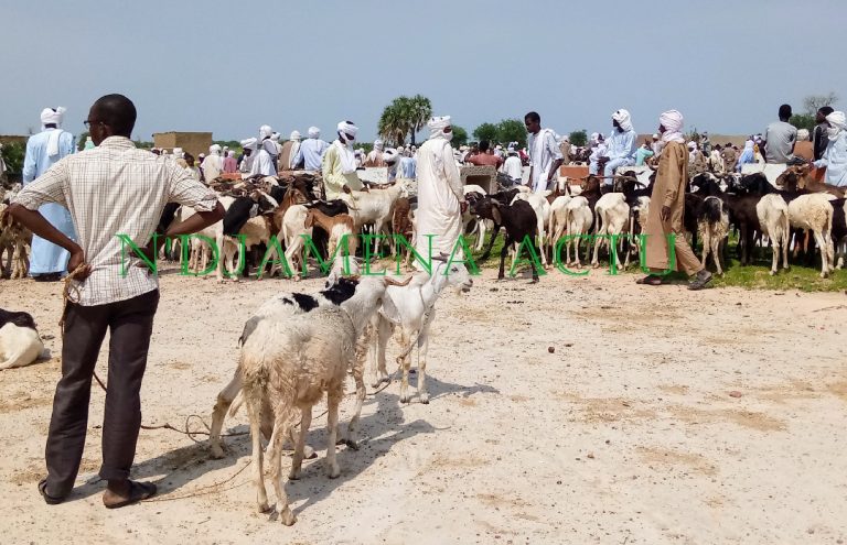TABASKI : Des moutons aux prix intouchables à Bol
