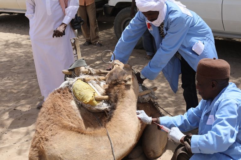 Province : À Wadi Fira les éleveurs sont confrontés à une soudure pastorale sévère dans le contexte de COVID-19