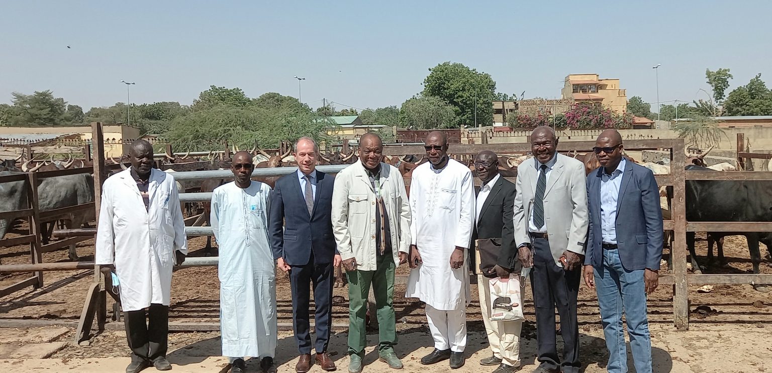 Economie : La SDPA se lance dans le commerce à l’international de la viande du Tchad