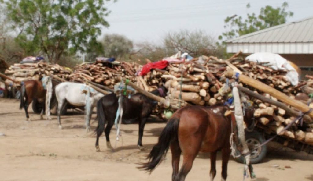 Tchad : La commercialisation de bois de chauffe est interdite