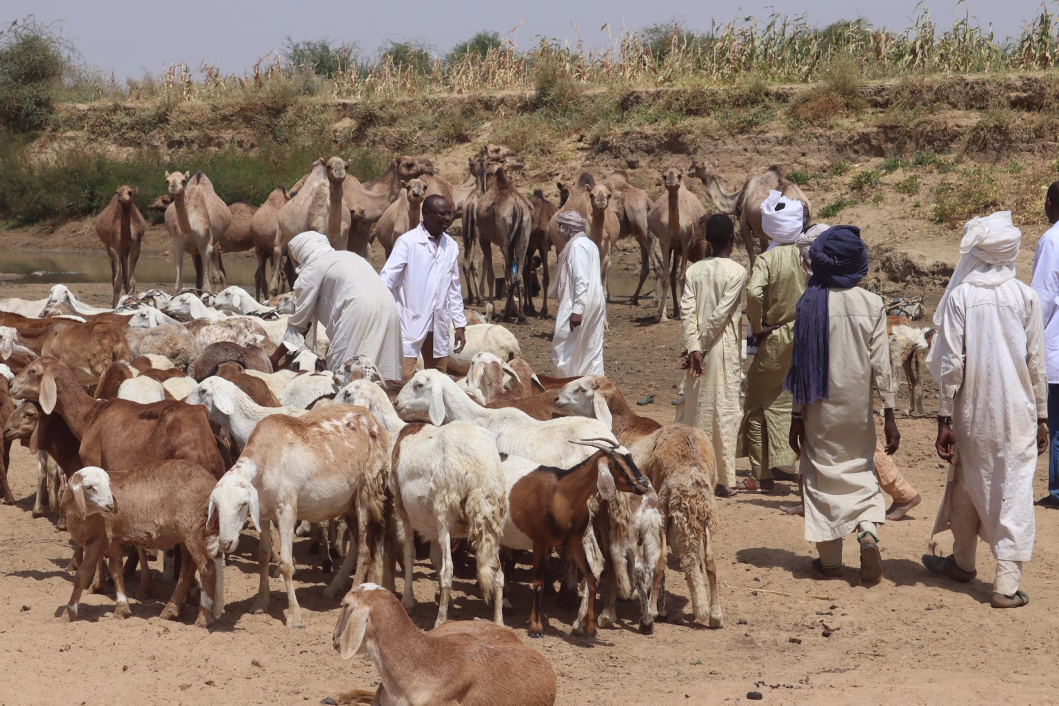 Élevage : Le Ouaddaï montre l’exemple dans la campagne de vaccination des bétails