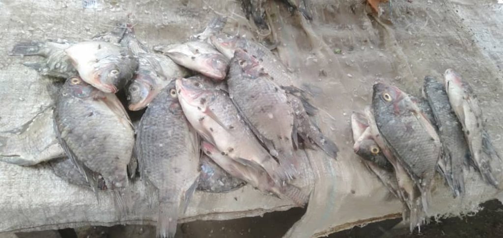 Société : La montée des eaux du fleuve renchérit le prix du poisson à N’Djaména